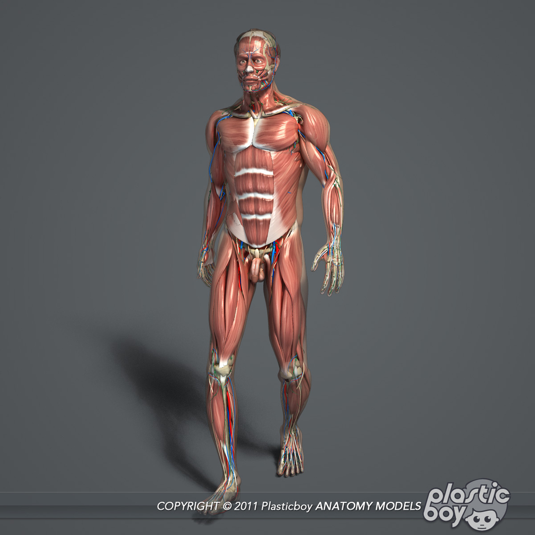 rigged complete male anatomy 3d ma https://p.turbosquid.com/ts-thumb/E1/4w7dOn/rYXe16s6/walk_anatomy_complete/jpg/1399471486/1920x1080/turn_fit_q99/aa31ed272b64919cb2ce06802a8fce40e6245940/walk_anatomy_complete-1.jpg