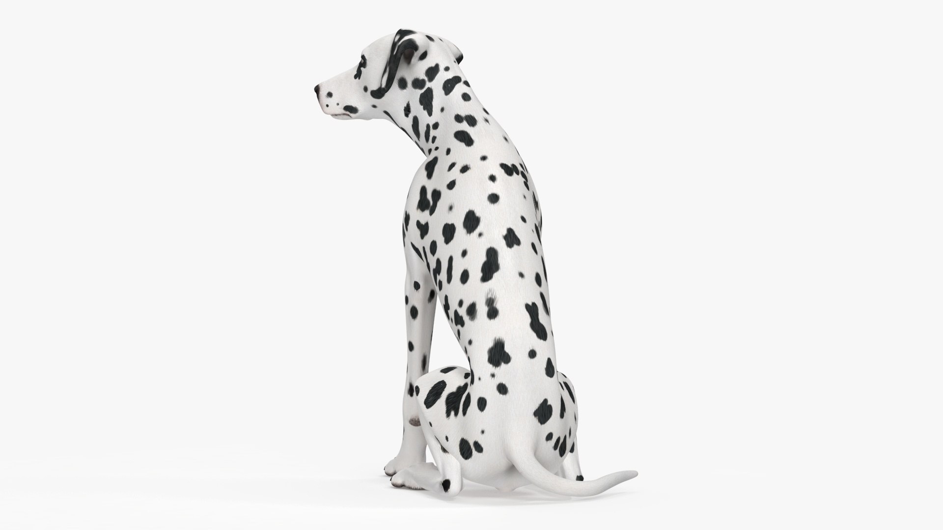 Spotted Sitting Dalmatian Dog 3D model https://p.turbosquid.com/ts-thumb/E1/Aq6V3j/3D/spottedsittingdalmatiandogc4dmodel018/jpg/1716113803/1920x1080/fit_q87/569b2982157a214da808f83317bd6f8d24a85bf3/spottedsittingdalmatiandogc4dmodel018.jpg