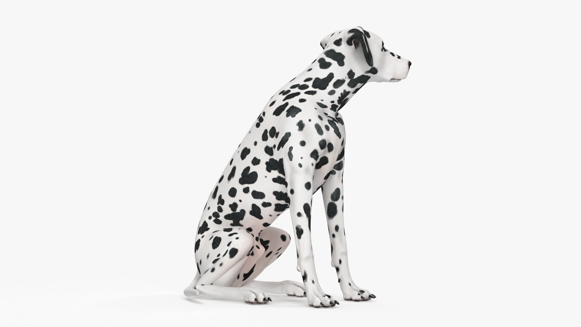 Spotted Sitting Dalmatian Dog 3D model https://p.turbosquid.com/ts-thumb/E1/Aq6V3j/3t/spottedsittingdalmatiandogc4dmodel016/jpg/1716113797/1920x1080/fit_q87/58393d69b51e45c2cdbed733dcdd46b45d7346ac/spottedsittingdalmatiandogc4dmodel016.jpg
