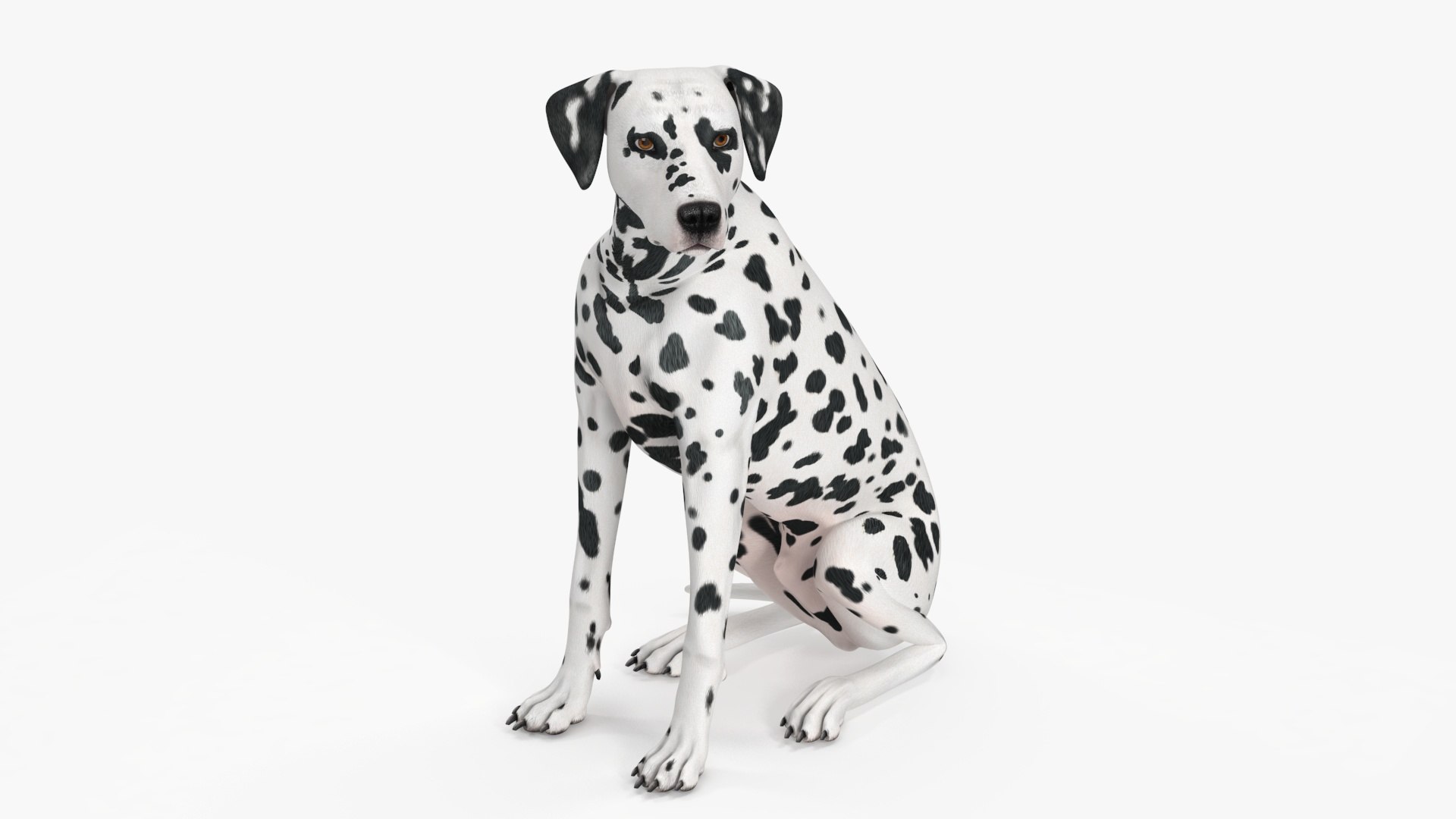 Spotted Sitting Dalmatian Dog 3D model https://p.turbosquid.com/ts-thumb/E1/Aq6V3j/6Q/spottedsittingdalmatiandogc4dmodel024/jpg/1716113820/1920x1080/fit_q87/0fff53ea01ce6120ec7b0e948d223dda948f8ca6/spottedsittingdalmatiandogc4dmodel024.jpg