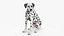 Spotted Sitting Dalmatian Dog