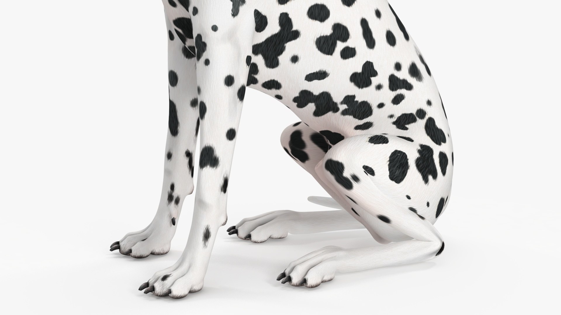 Spotted Sitting Dalmatian Dog 3D model https://p.turbosquid.com/ts-thumb/E1/Aq6V3j/HF/spottedsittingdalmatiandogc4dmodel022/jpg/1716113815/1920x1080/fit_q87/5729f908b217bbb36f2d5770317390ced5018e71/spottedsittingdalmatiandogc4dmodel022.jpg