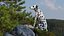 Spotted Sitting Dalmatian Dog