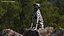 Spotted Sitting Dalmatian Dog