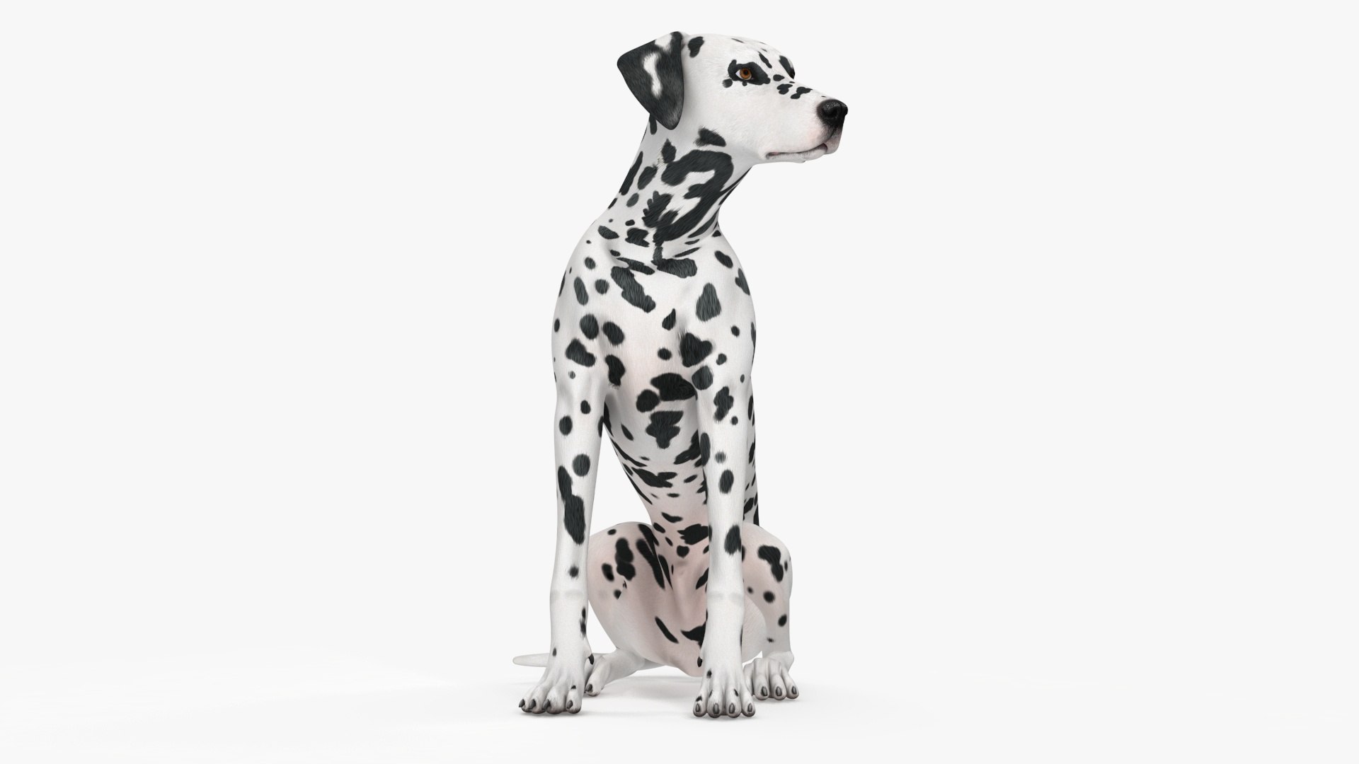 Spotted Sitting Dalmatian Dog 3D model https://p.turbosquid.com/ts-thumb/E1/Aq6V3j/Rr/spottedsittingdalmatiandogc4dmodel017/jpg/1716113800/1920x1080/fit_q87/888632a75553c92e1feaa240e6c785b322a02921/spottedsittingdalmatiandogc4dmodel017.jpg