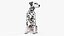 Spotted Sitting Dalmatian Dog
