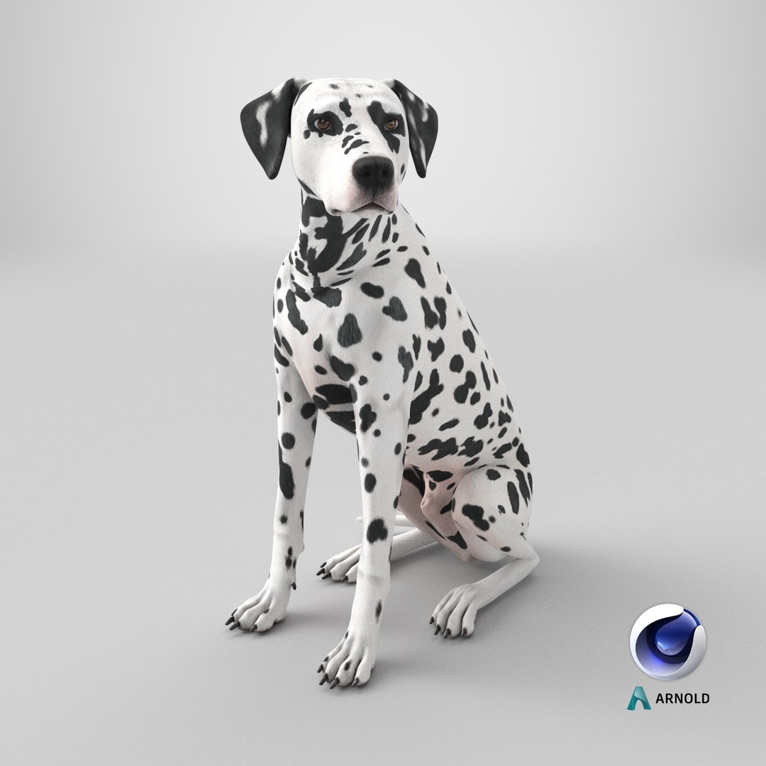 Spotted Sitting Dalmatian Dog 3D model https://p.turbosquid.com/ts-thumb/E1/Aq6V3j/VF/stemcell_cinema_4d_arnold_render/png/1717944343/1920x1080/fit_q87/597968a716bb7f0d38c36b61cf275a2fbe7a810e/stemcell_cinema_4d_arnold_render.jpg