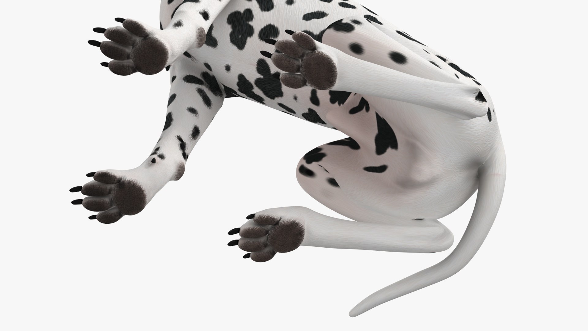 Spotted Sitting Dalmatian Dog 3D model https://p.turbosquid.com/ts-thumb/E1/Aq6V3j/dw/spottedsittingdalmatiandogc4dmodel023/jpg/1716113818/1920x1080/fit_q87/6fc6d5a4fa4d80f49a8353b2b7b88455cc9a3be3/spottedsittingdalmatiandogc4dmodel023.jpg