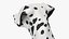Spotted Sitting Dalmatian Dog