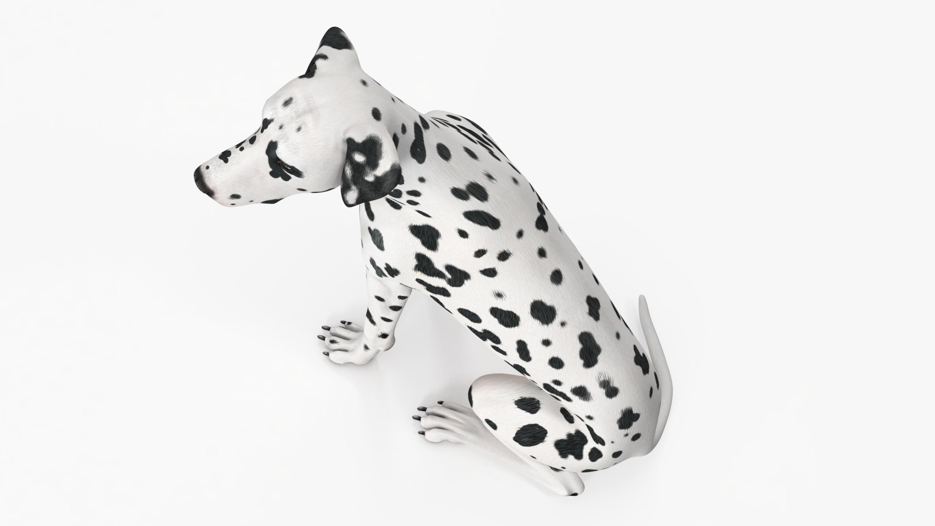 Spotted Sitting Dalmatian Dog 3D model https://p.turbosquid.com/ts-thumb/E1/Aq6V3j/sE/spottedsittingdalmatiandogc4dmodel021/jpg/1716113812/1920x1080/fit_q87/018e7b8c4b7bbe95a85bd7ed582c69da8ffb52b9/spottedsittingdalmatiandogc4dmodel021.jpg
