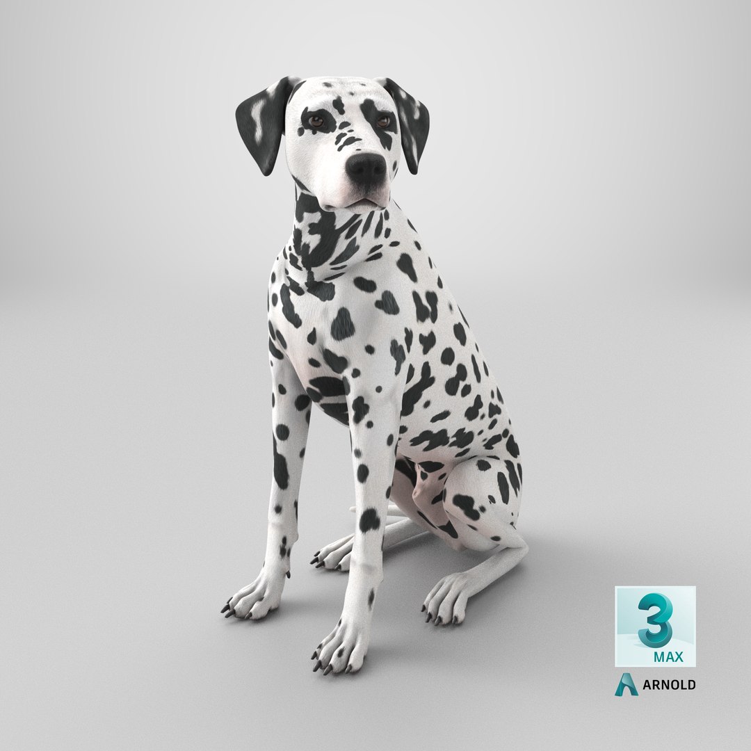 Spotted Sitting Dalmatian Dog 3D model https://p.turbosquid.com/ts-thumb/E1/Aq6V3j/ur/stemcell_max_arnold_render/png/1717944348/1920x1080/fit_q87/9bafdd3ab020d8b38cb68a752f2de3d23aa23676/stemcell_max_arnold_render.jpg