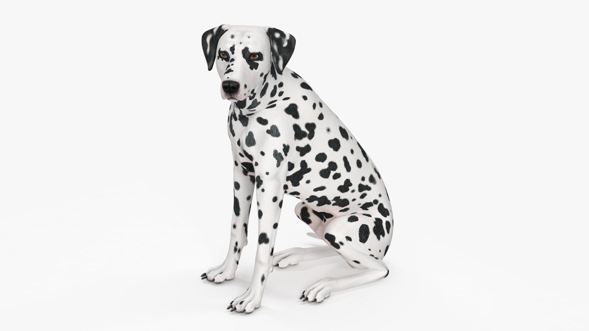 Spotted Sitting Dalmatian Dog 3D model preview