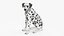 Spotted Sitting Dalmatian Dog