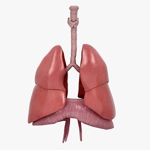 3D Lungs and Diaphragm Animated model