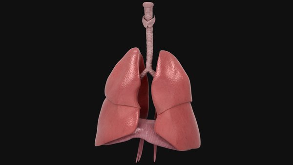 3D Lungs and Diaphragm Animated model - TurboSquid 1772154