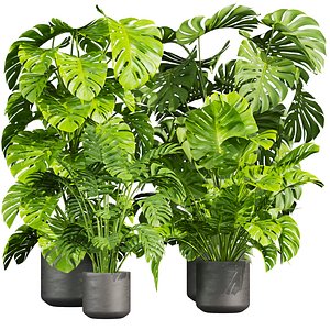 3D model plant vol 1029 - monstera - deliciosa - madison