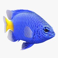 Yellowtail Damselfish Animated