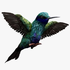 3D Hummingbird Fur Animated Rigged 3D model