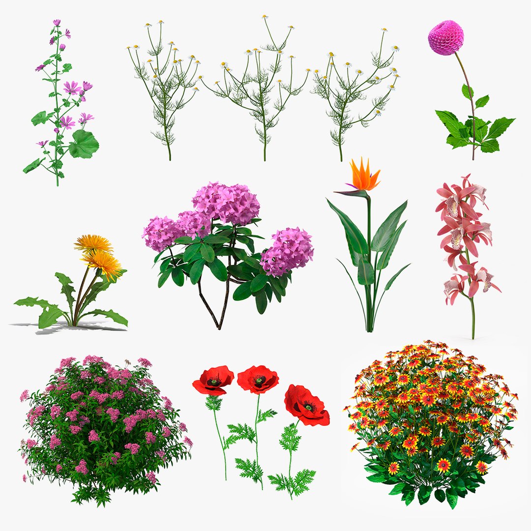 3D model Flowering Plants Collection 6 https://p.turbosquid.com/ts-thumb/E1/Z5tewG/HA/floweringplantscollection6mb3dmodel000/jpg/1650632893/1920x1080/fit_q87/ca4c071a6101c4fae1a15255ff8a484775767af4/floweringplantscollection6mb3dmodel000.jpg