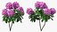 3D model Flowering Plants Collection 6