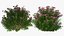 3D model Flowering Plants Collection 6