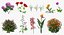 3D model Flowering Plants Collection 6