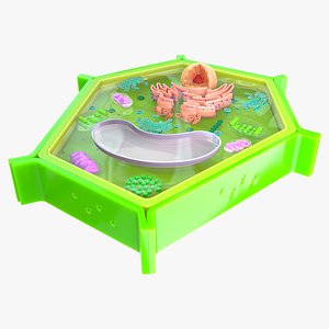 Plant Cell 3D model