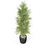 Plants collection 1008