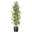 Plants collection 1008