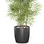 Plants collection 1008