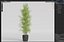 Plants collection 1008