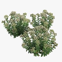 Sedum Lemonjade