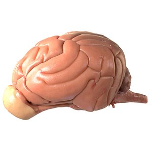 dog brain 3d model