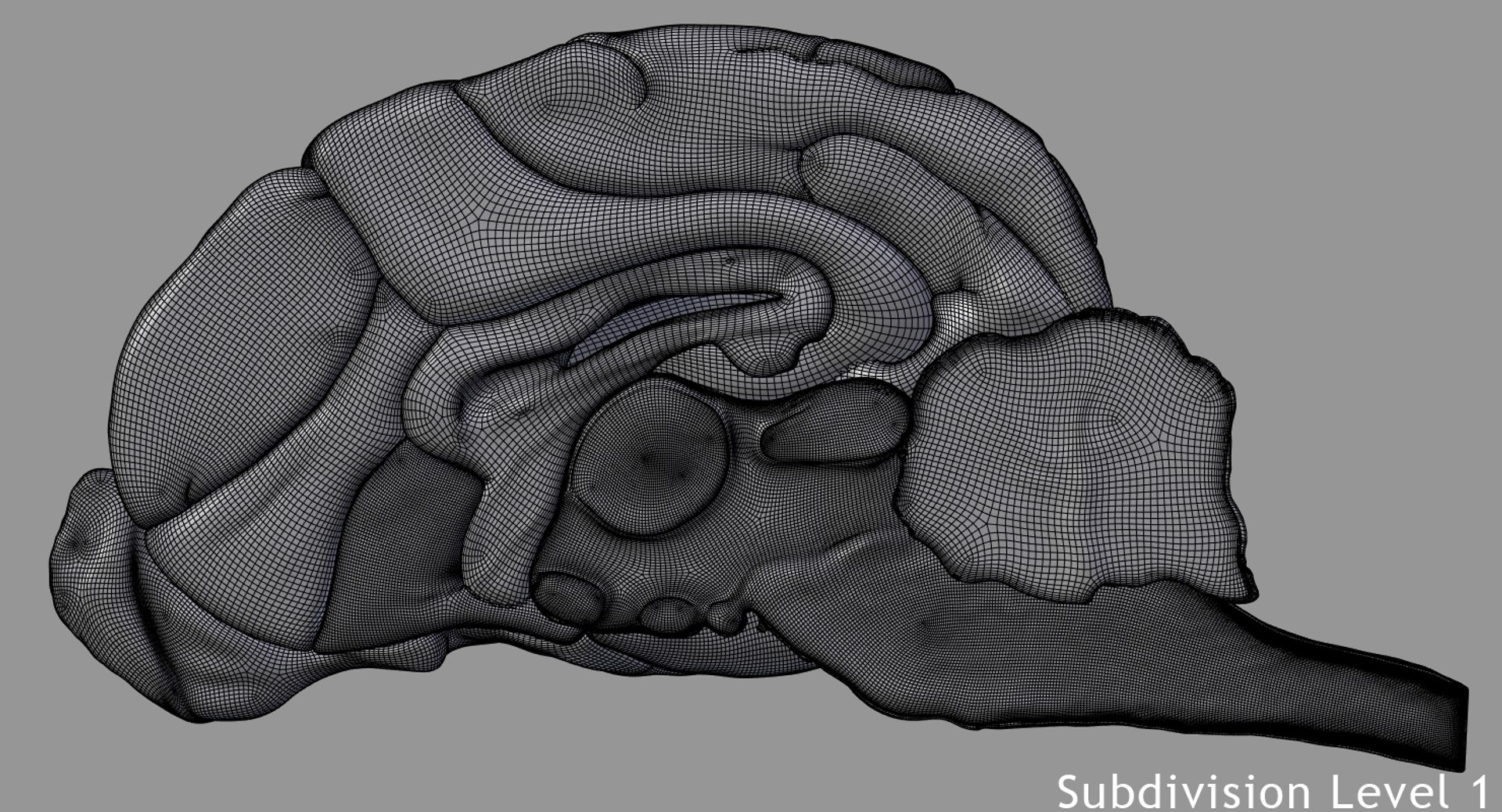 Dog Brain 3d Model
