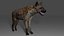 Spotted Hyena Rigged Model
