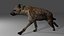 Spotted Hyena Rigged Model