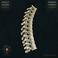 Vertebral Column Thoracic