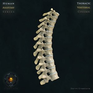 Vertebral Column Thoracic