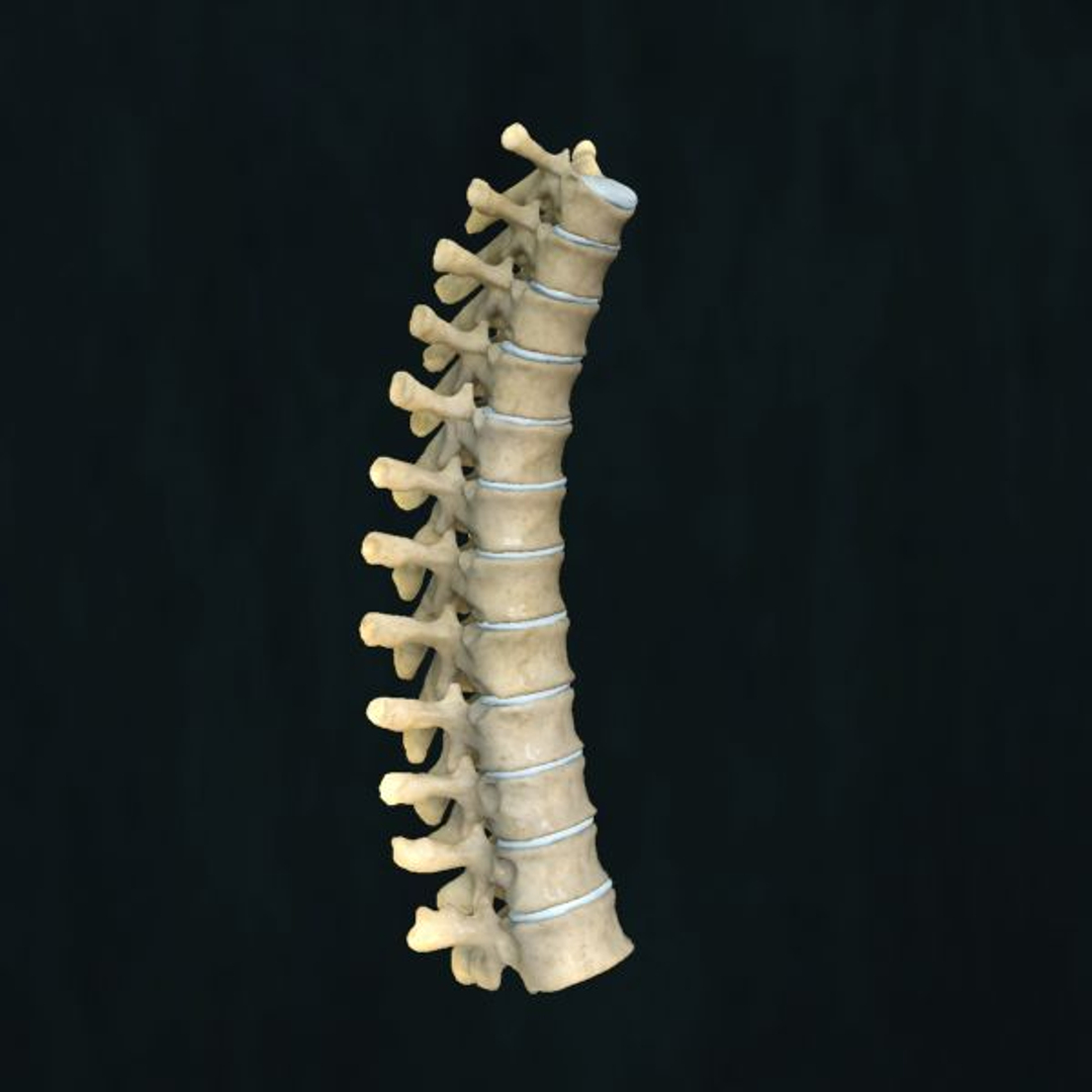 Max Vertebral Column Thoracic Vertebra