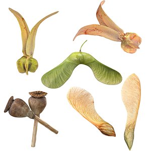 Poppy Maple and Flying Seed 3D model