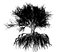 Beech Tree 002 - Fagus grandifolia 3D model