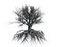 Beech Tree 002 - Fagus grandifolia 3D model