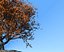Beech Tree 002 - Fagus grandifolia 3D model