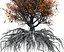 Beech Tree 002 - Fagus grandifolia 3D model