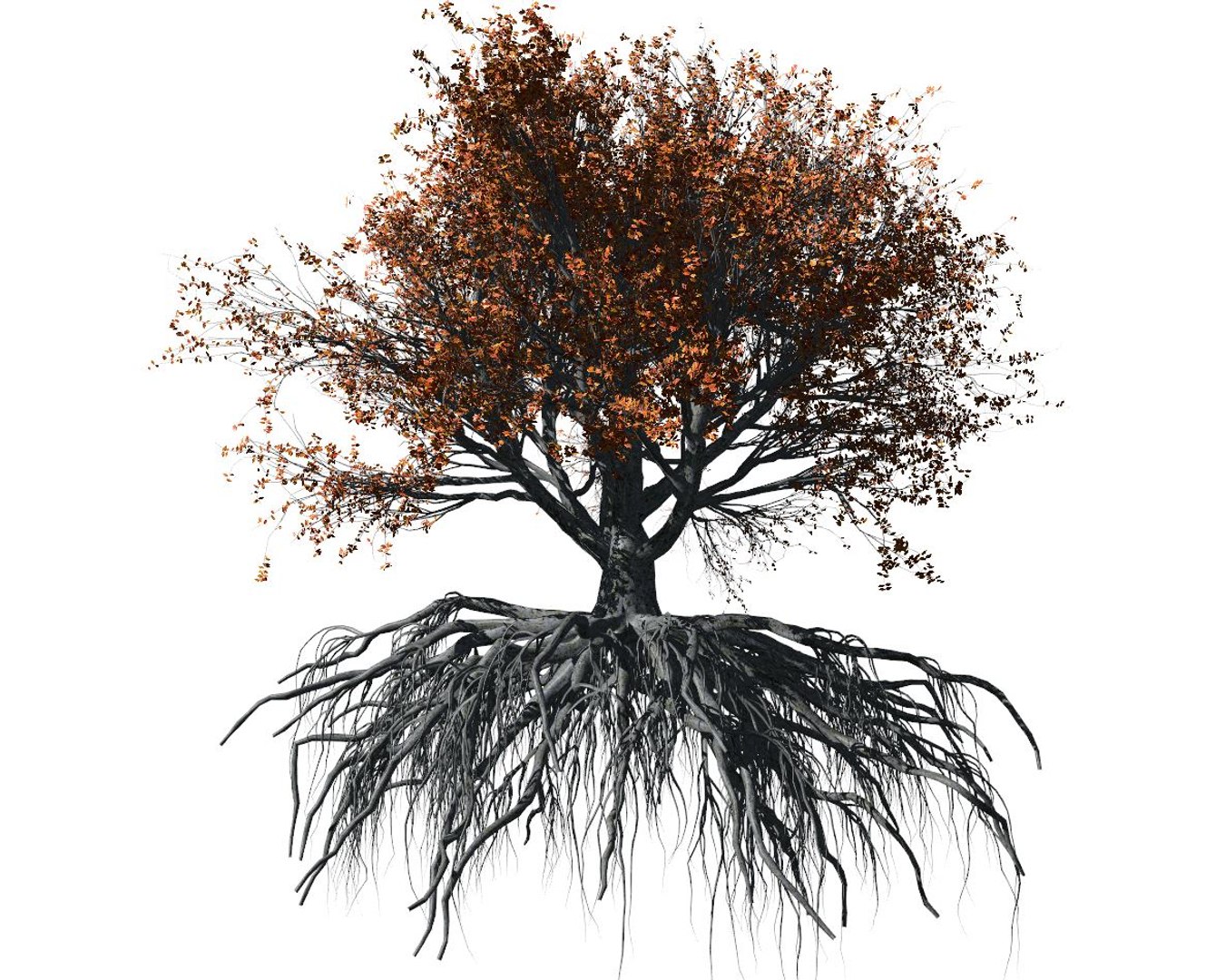 3D beech tree 002 - model - TurboSquid 1646412