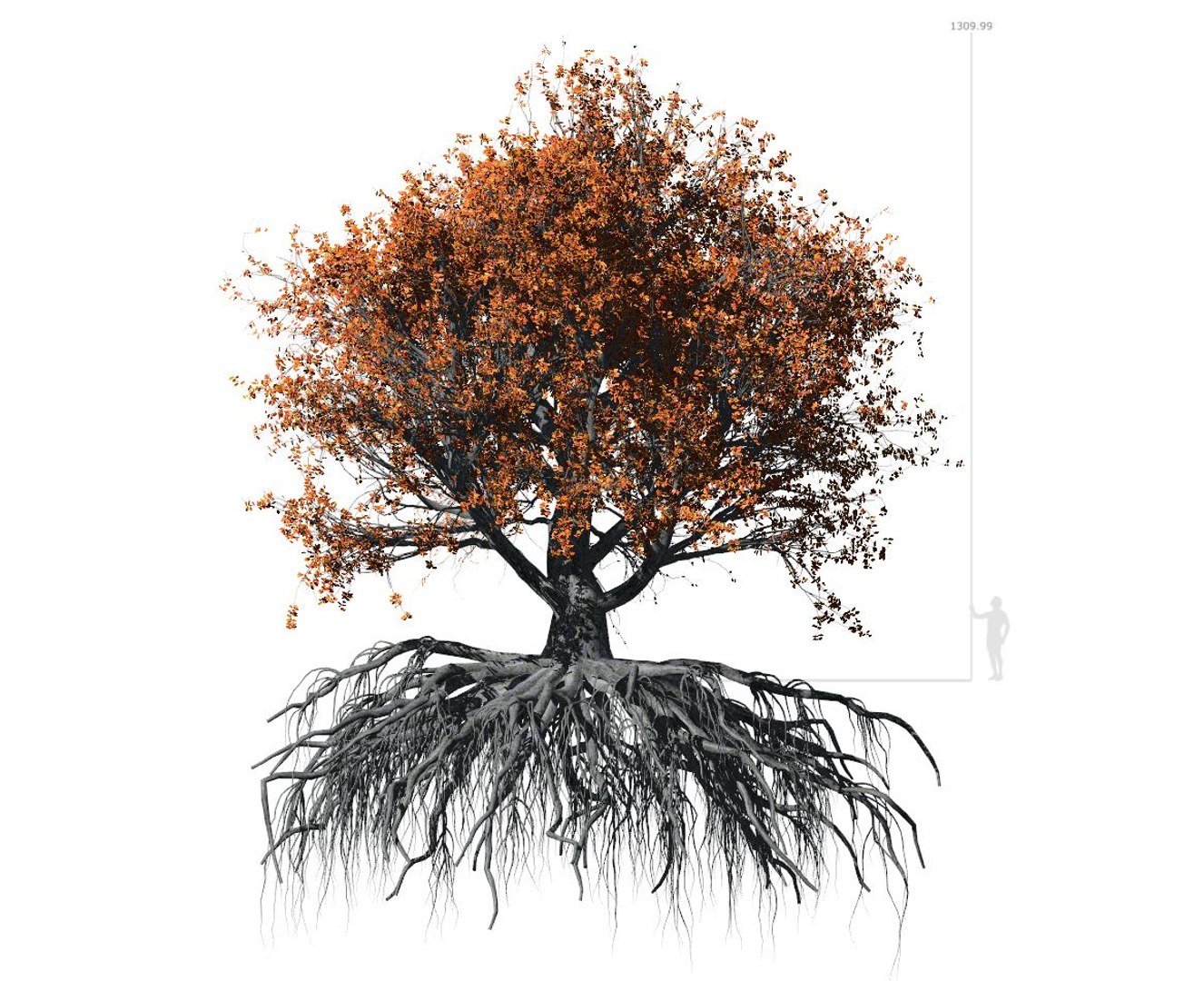 3D beech tree 002 - model https://p.turbosquid.com/ts-thumb/E2/8OCwOC/T9iJLcIT/beech_002_preview_001/jpg/1604871040/1920x1080/fit_q87/0b864c68db4b65bf2fe0e5ee04a3422f5f65b308/beech_002_preview_001.jpg