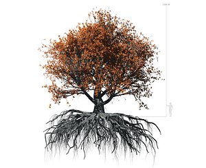3D beech tree 002 - model