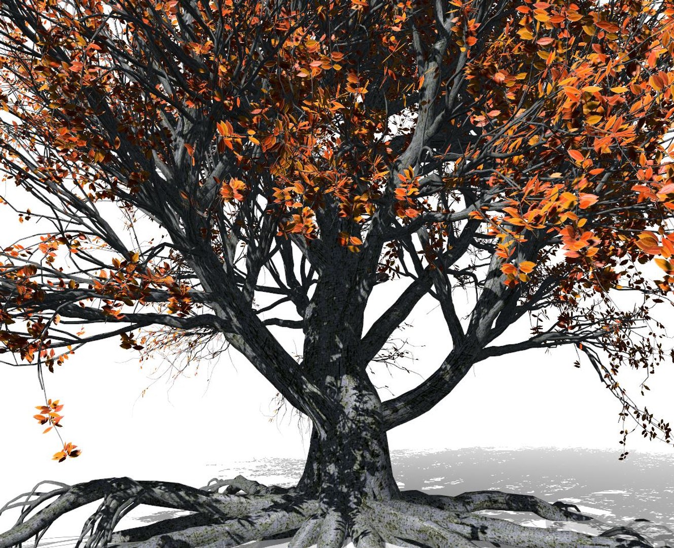 3D beech tree 002 - model https://p.turbosquid.com/ts-thumb/E2/8OCwOC/ZZh5H1A9/beech_002_preview_007/jpg/1604871041/1920x1080/fit_q87/5aeae51cdc2d233a8a011416d01365dd9f3707f6/beech_002_preview_007.jpg