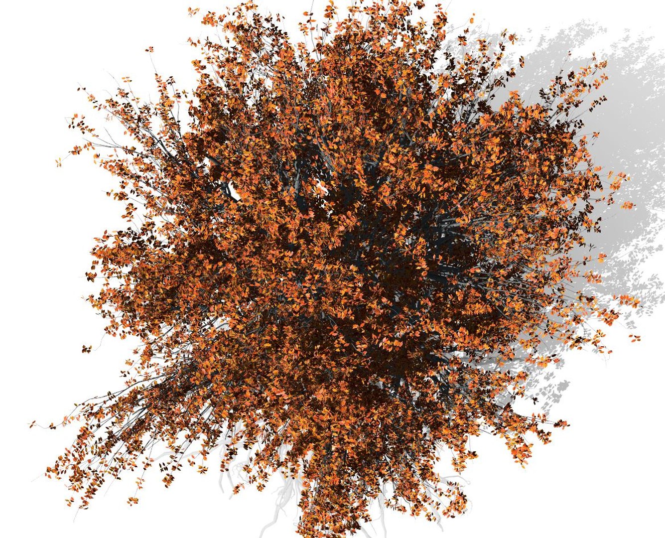 3D beech tree 002 - model - TurboSquid 1646412