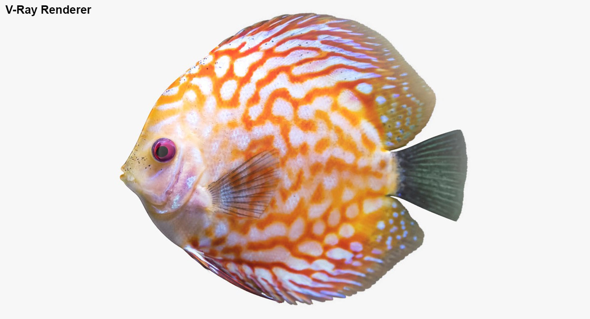 Discus Fish 2 Rigged 3D Model - TurboSquid 1285776